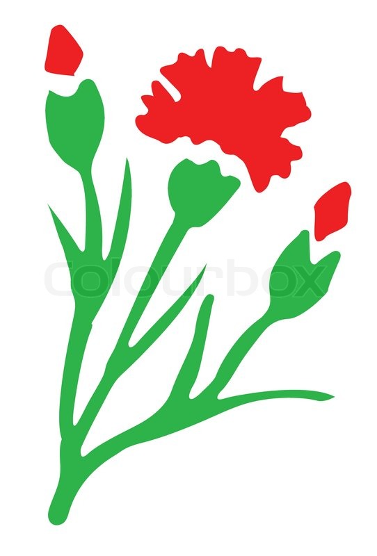542x800 Vector Drawing Of The Flower Carnation On White Background Stock