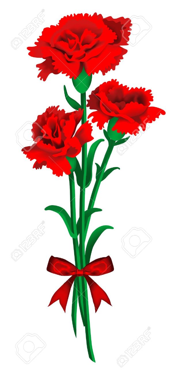 650x1300 Carnation Flower Clipart