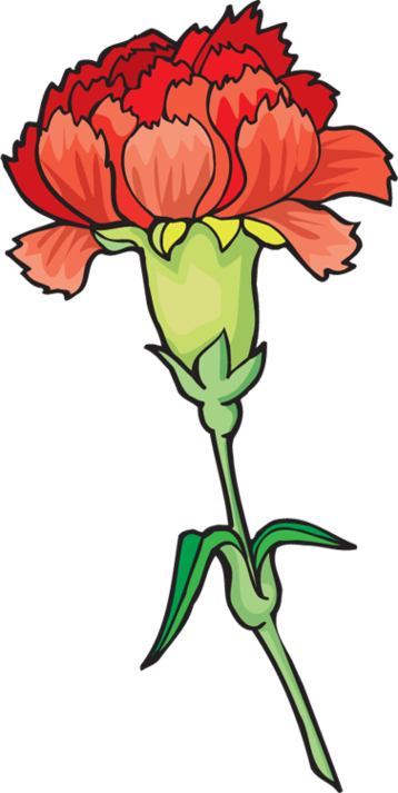 358x713 Carnation Flower Clipart