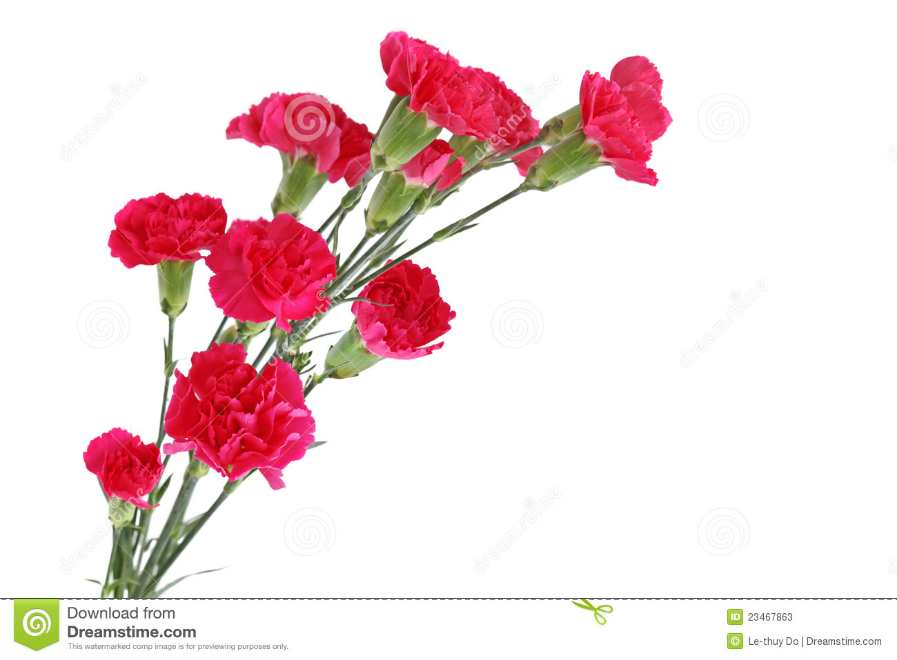 1300x957 Carnation Flower Clipart
