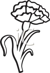206x300 Of A Carnation Flower