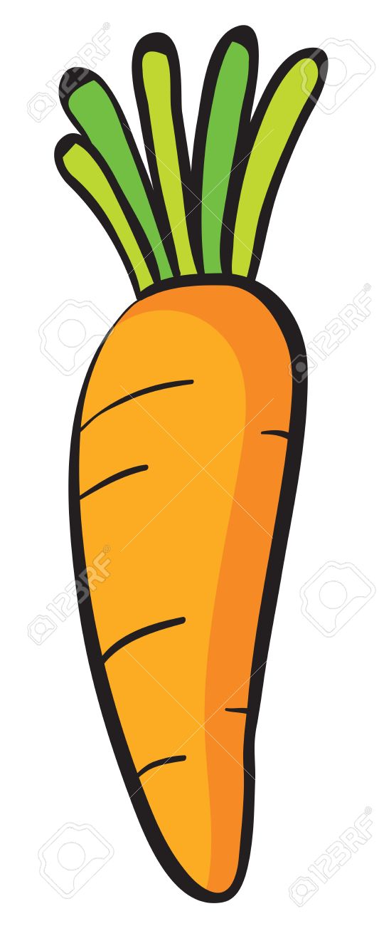 533x1300 Drawing Clipart Carrot