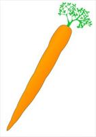 141x200 Top 88 Carrot Clip Art