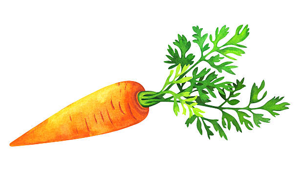 612x354 Carrot Clipart Watercolor