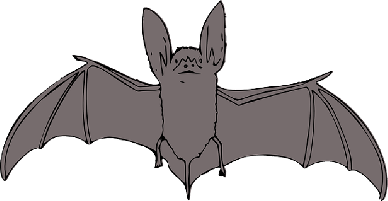 800x415 Animals, Bat, Cartoon, Bird, Cute, Night, Animal