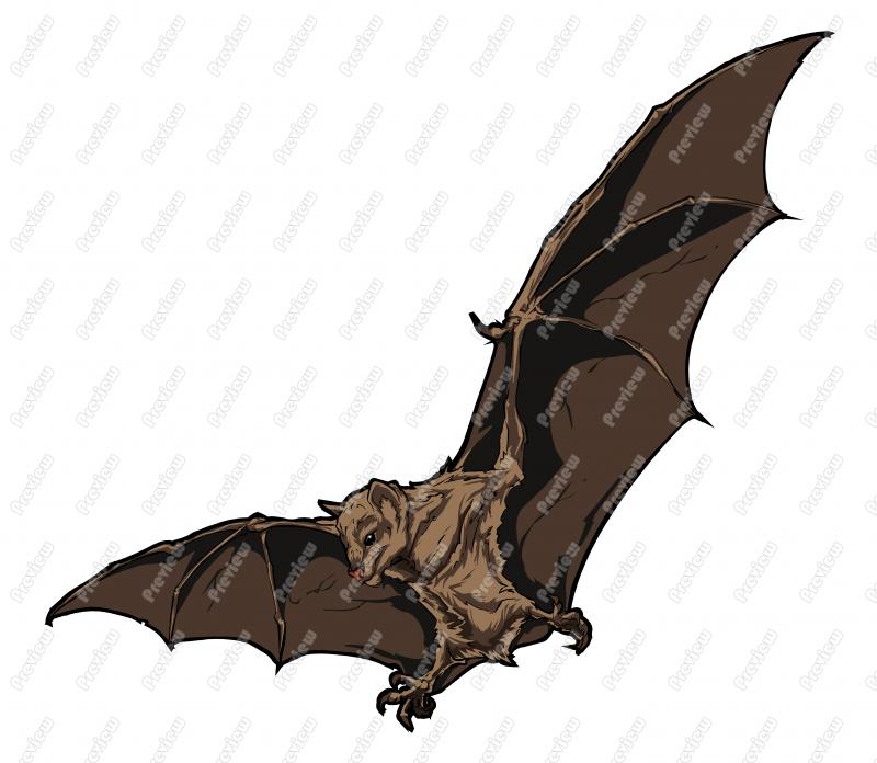 800x696 Fruit Bat Character Clip Art