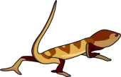 170x109 Bearded Dragon Clipart Cartoon
