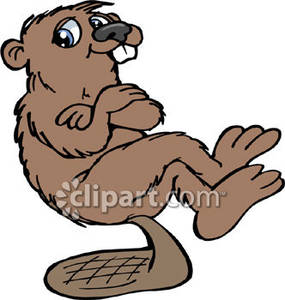 285x300 Beaver Sitting On Its Tail