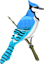 150x217 Top 91 Blue Jay Clip Art