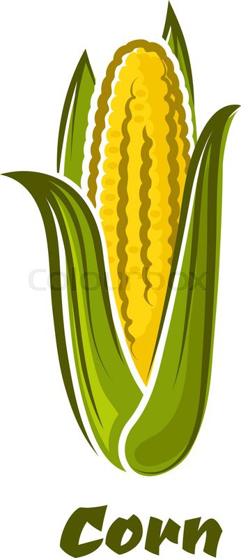 346x800 Ripe Fresh Yellow Corn On The Cob Vegetable With Long Green Leaves
