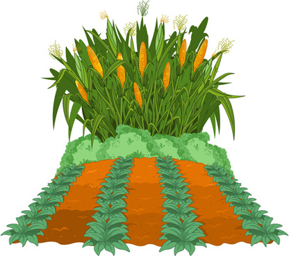 416x368 Corn Stalk Vector Free Vector Download (118 Free Vector)