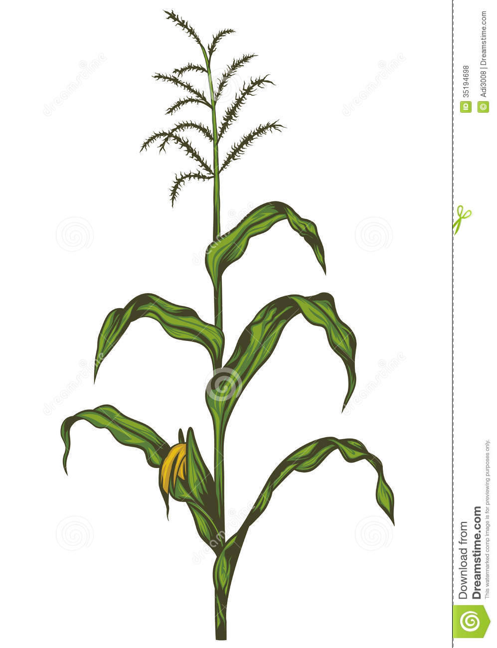 997x1300 Drawn Corn Corn Stalk
