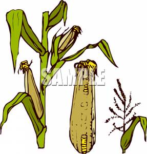 287x300 Free Clipart Image Corn On The Stalk