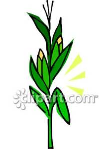 225x300 Stalk Of Corn Royalty Free Clipart Picture