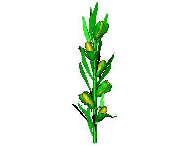 400x300 Cartoon Corn Stalk