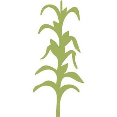 385x384 Grain Clipart Corn Stalk Bundle