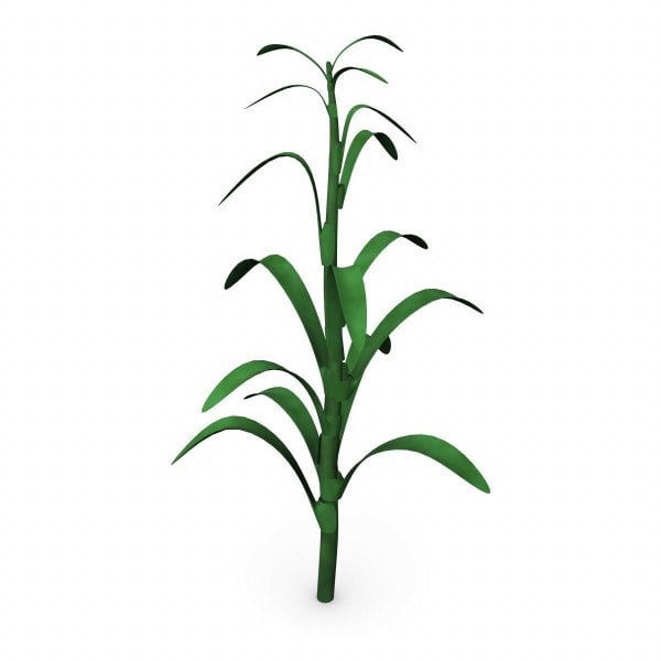 600x600 Corn Stalk 3d Models For Download Turbosquid