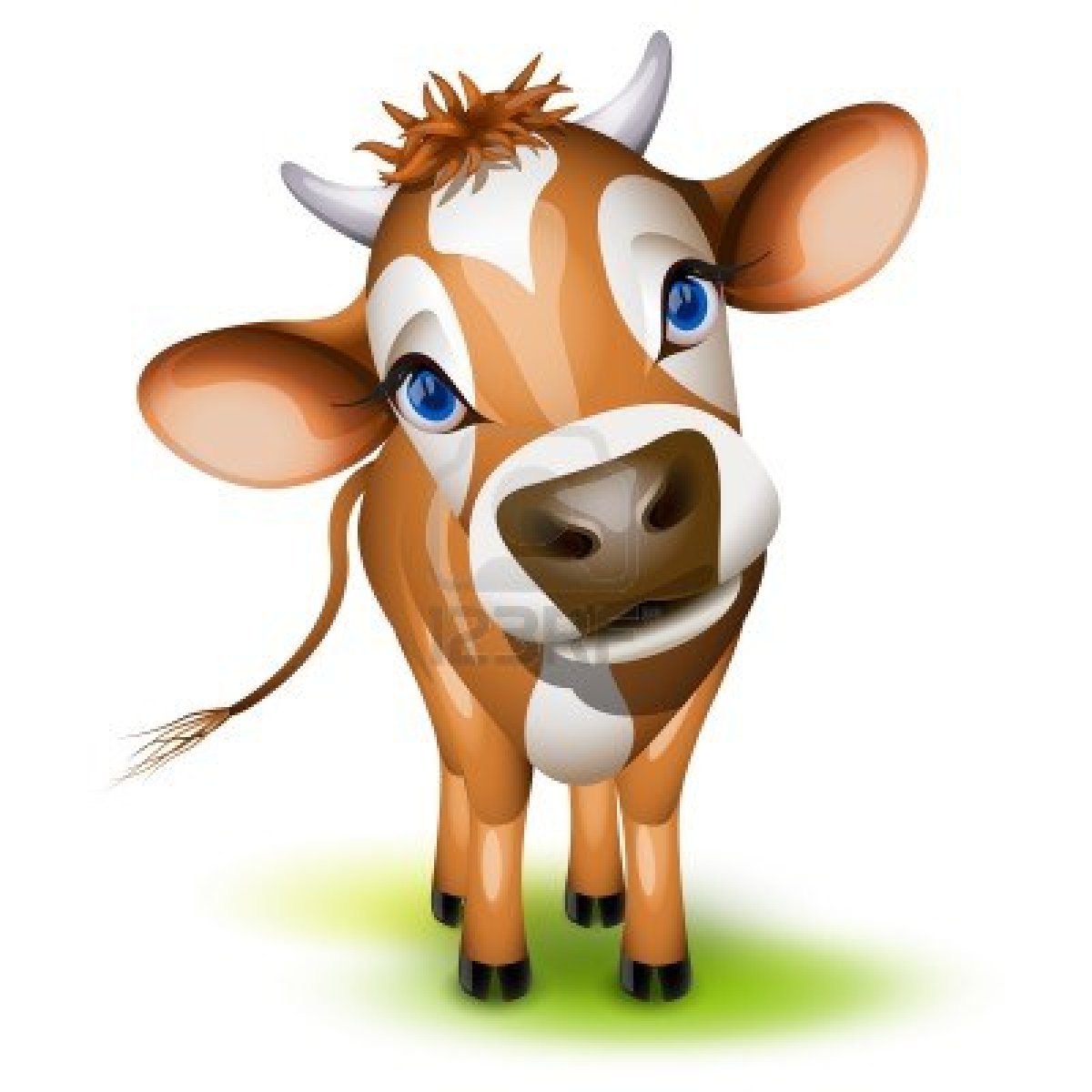 1200x1200 Little Jersey Cow With A Cocked Head And Blue Eyes Stock Photo