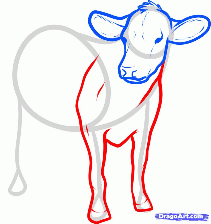 736x782 Best Cow Drawing Ideas Cartoon Cow, Learn