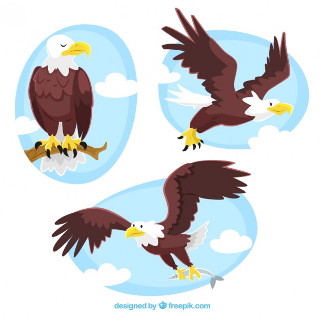 626x626 Eagle Vectors, Photos And Psd Files Free Download