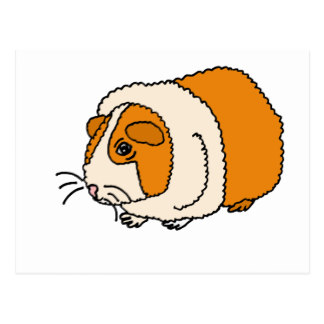 324x324 Cartoon Guinea Pig Postcards