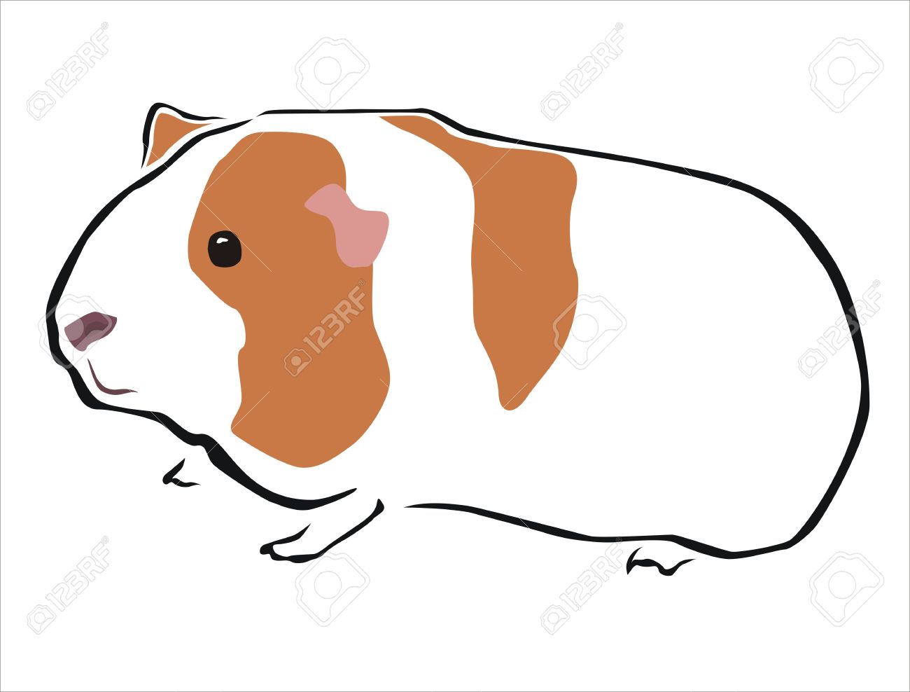 1300x988 Drawn Guinea Pig Clipart