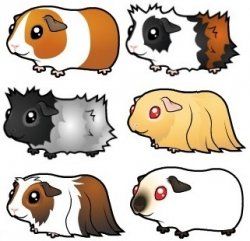 250x241 Here You'Ll Find A Selection Of Cartoon Guinea Pig Products