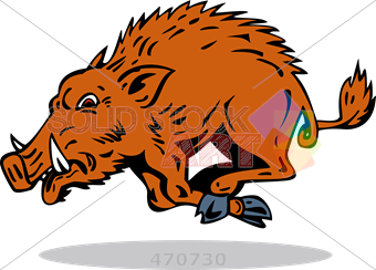 340x244 Stock Illustration Of Cartoon Drawing Of Brown Wild Hog Attacking