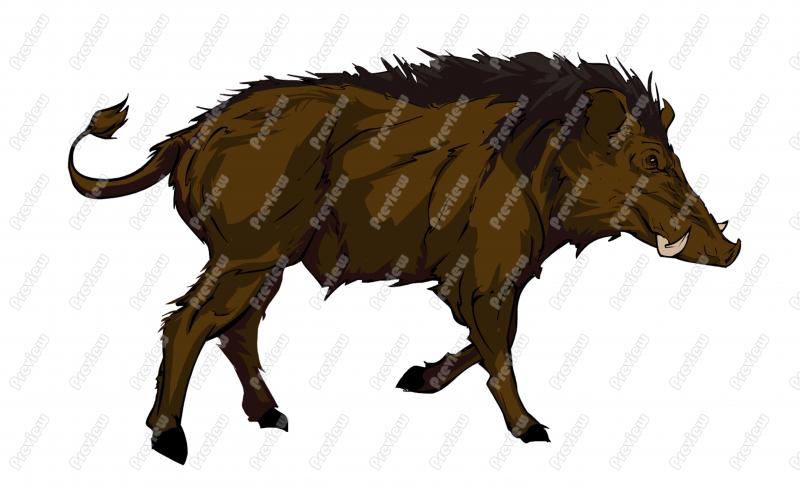 800x487 Wild Animals Clip Art