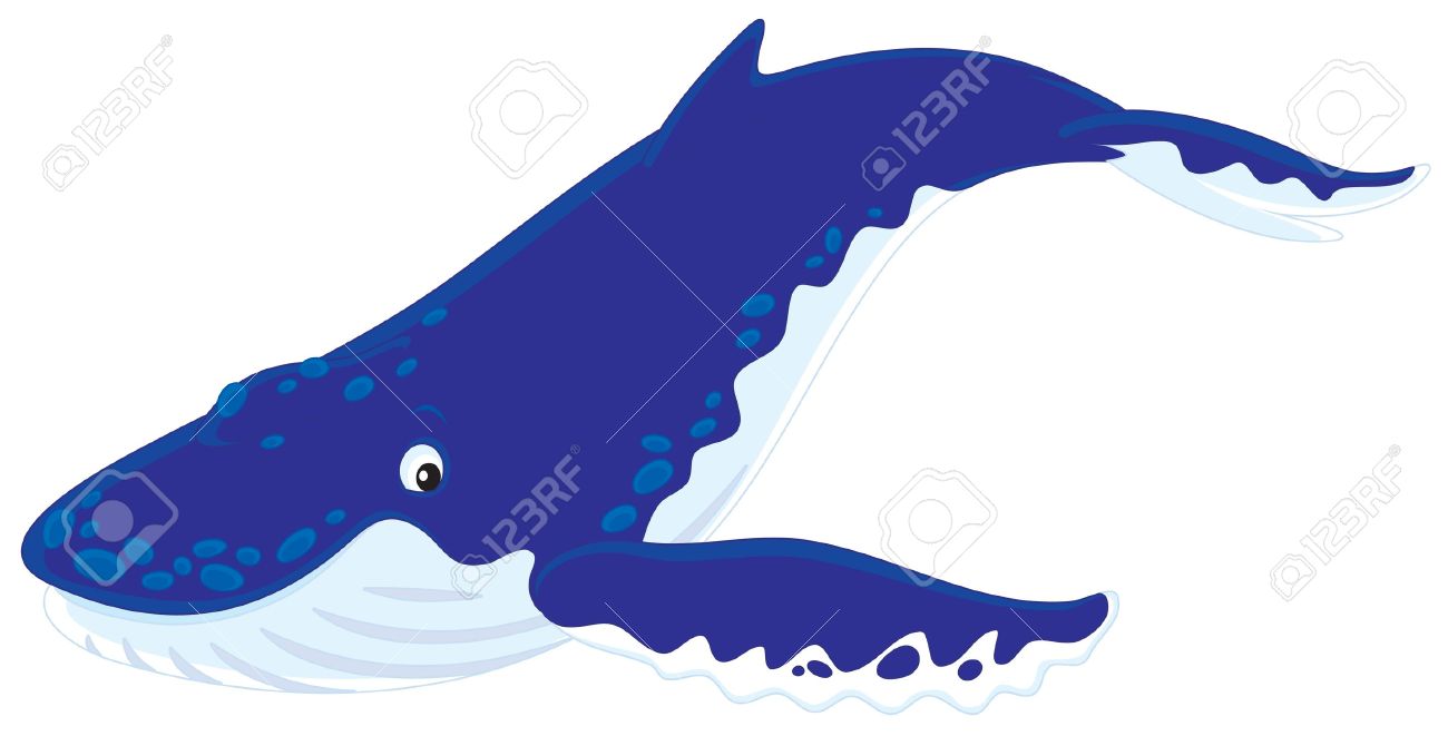 1300x661 Whale Clipart Humback