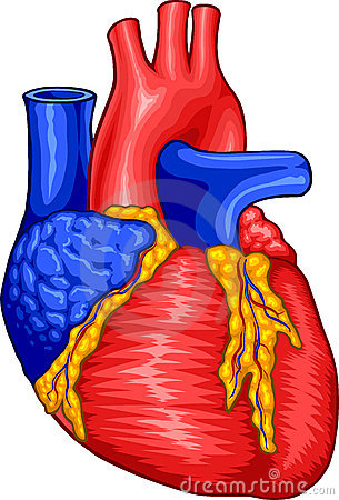 305x450 Cartoon Human Heart Clipart