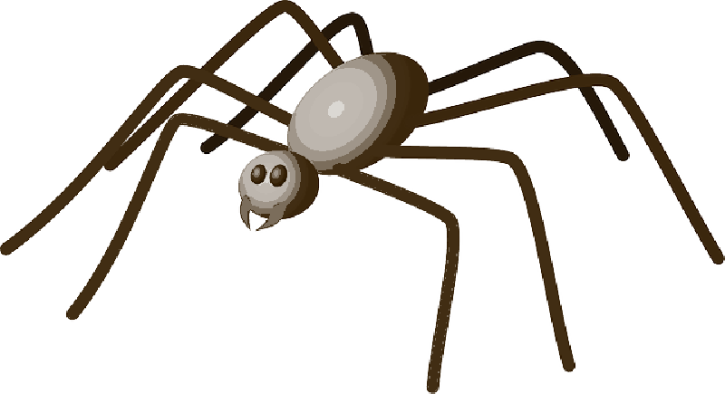 800x435 Cartoon, Spider, Bug, Colored, Insect, Walking, Spiders