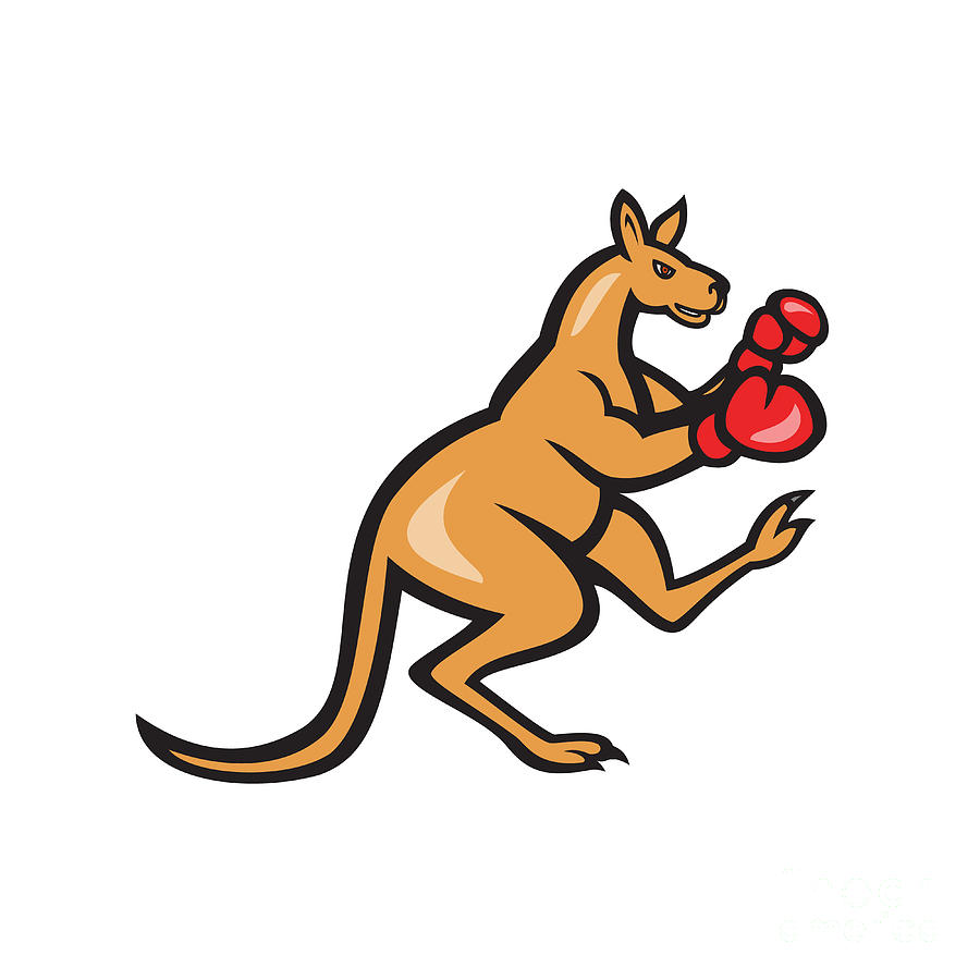 900x900 Kangaroo Kick Boxer Boxing Cartoon Digital Art By Aloysius Patrimonio