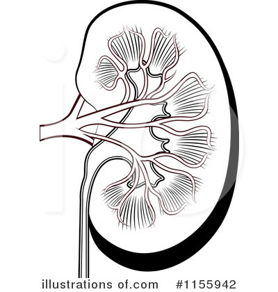400x420 Kidney Clip Art Graphic Cartoon Clipart Panda