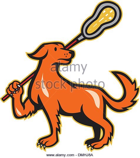 476x540 Lacrosse Stick Cut Out Stock Images Amp Pictures