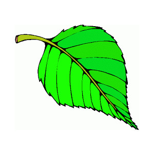 300x300 Cartoon Leaves Clip Art Clipart
