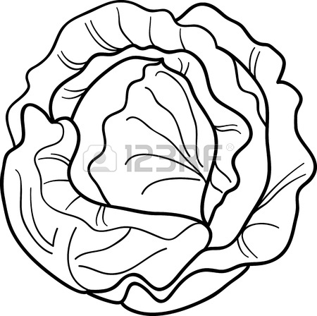 450x448 Iceberg Lettuce Clipart
