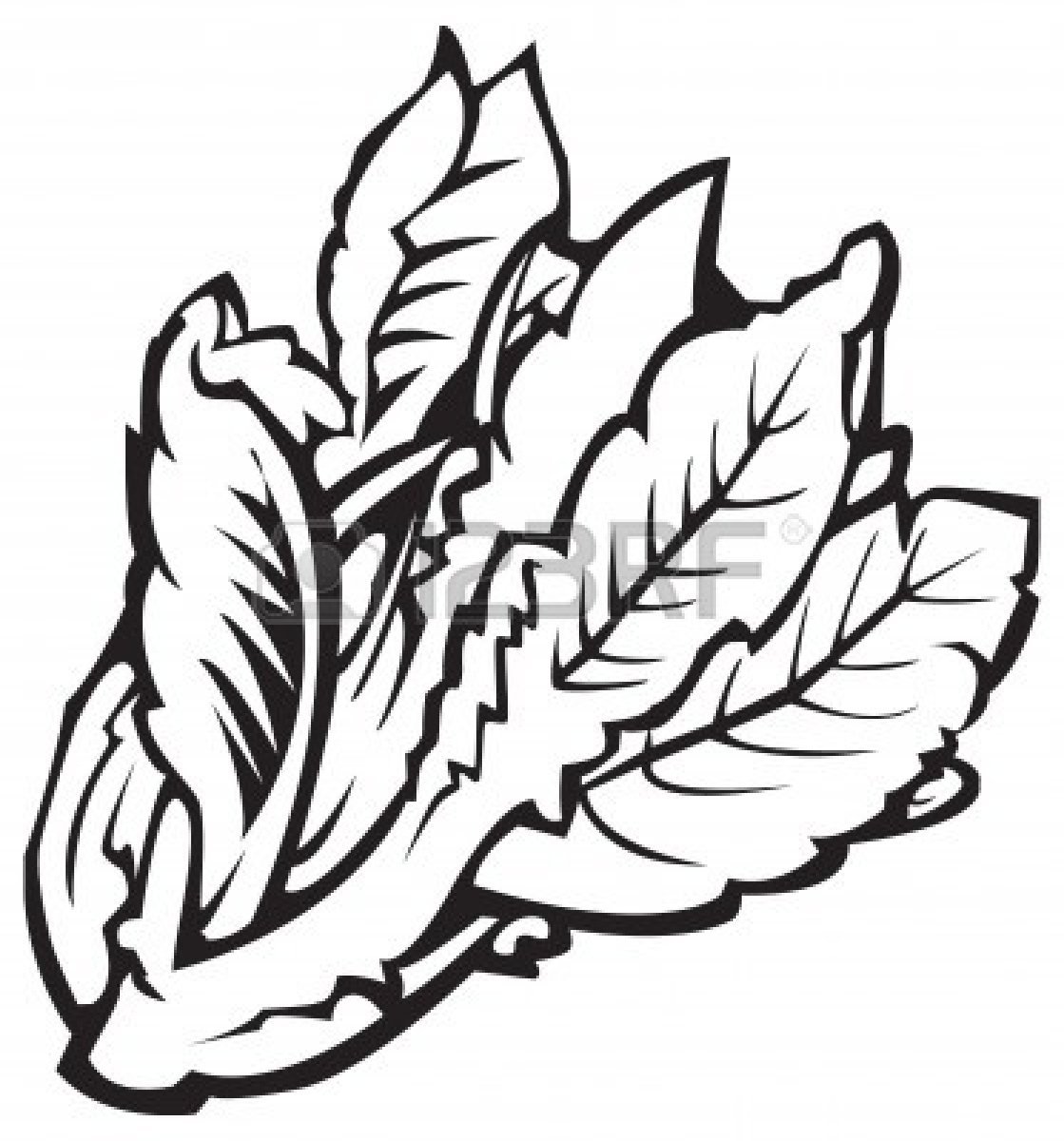 1119x1200 Lettuce Clipart Black And White Free Images 6