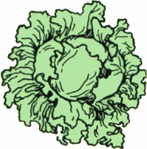 476x483 Vegetables Clipart Lettuce