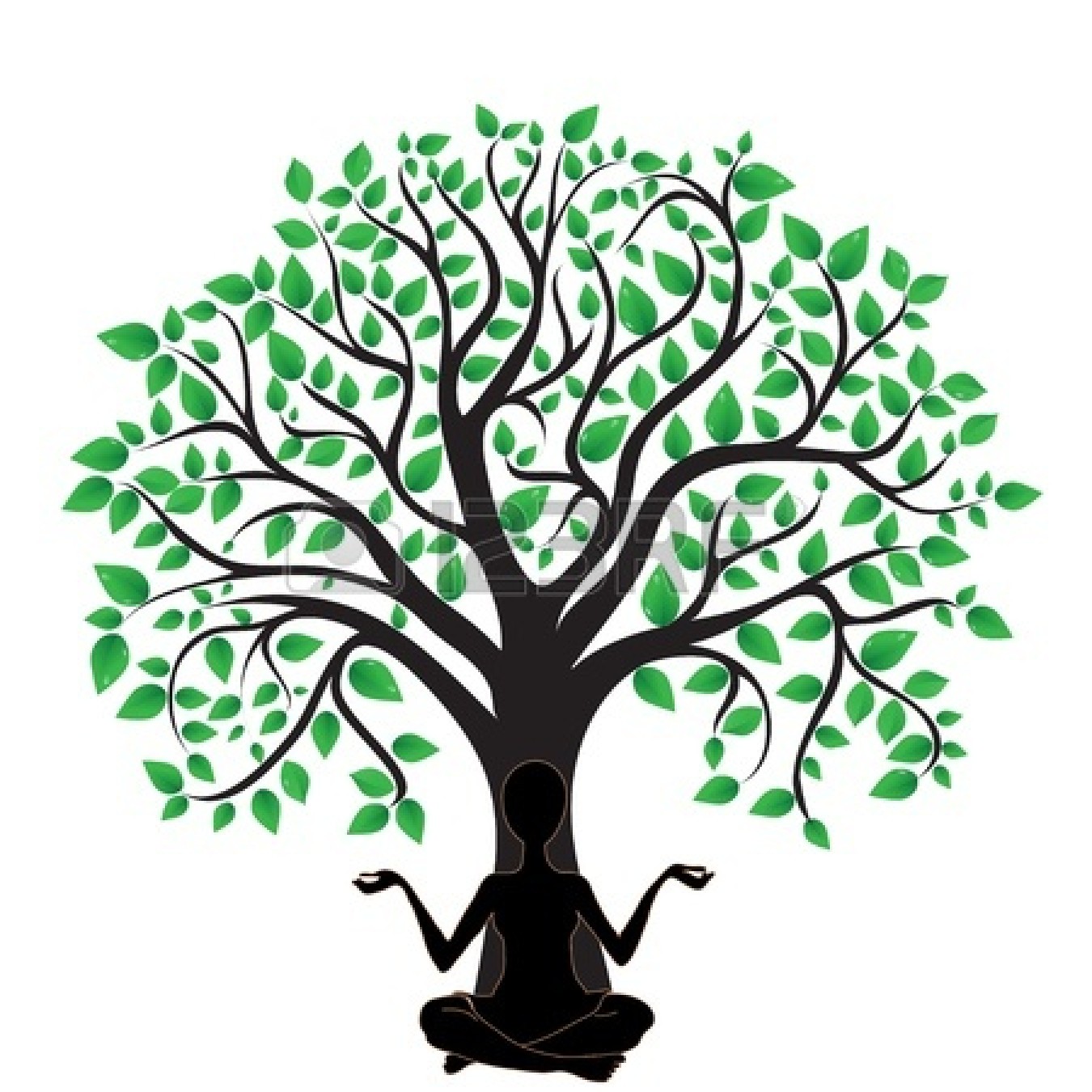 1350x1350 Oak Tree Pictures Clip Art