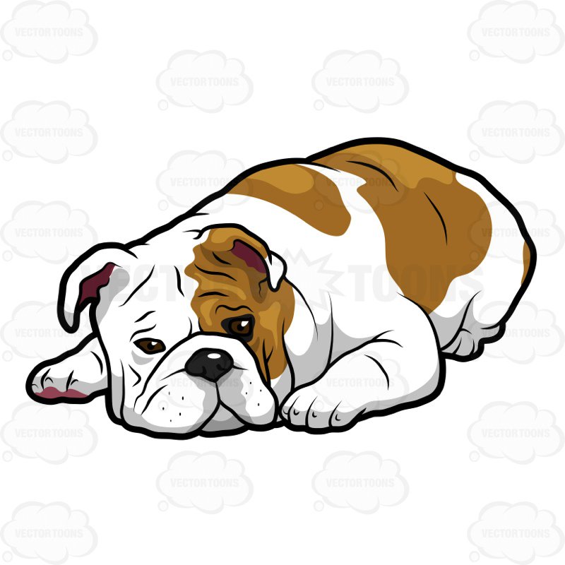 800x800 English Bulldog Lying Down With Its Head On The Floor Cartoon
