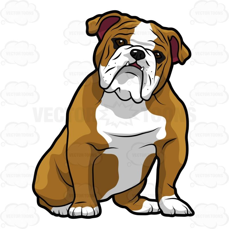 800x800 English Bulldog Line Drawing