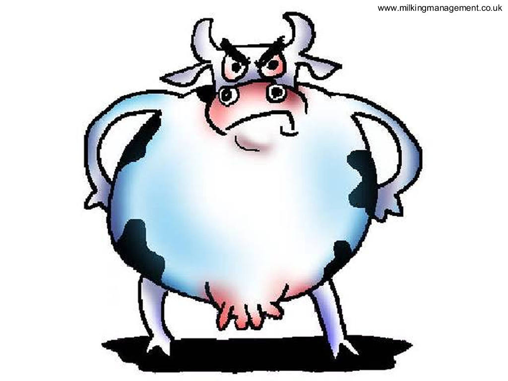 1024x768 Cartoon Pictures Of Cows Collection