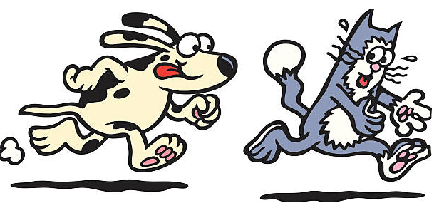 623x292 Dogs Chasing Cats