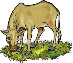 300x262 Brown Cow Eating Grass