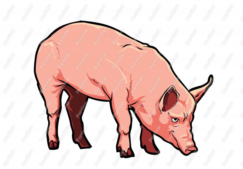 800x558 Realistic Pig Character Clip Art