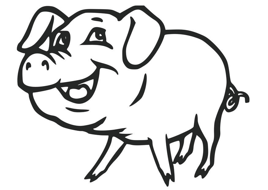 875x620 Cute Pigs Coloring Pages