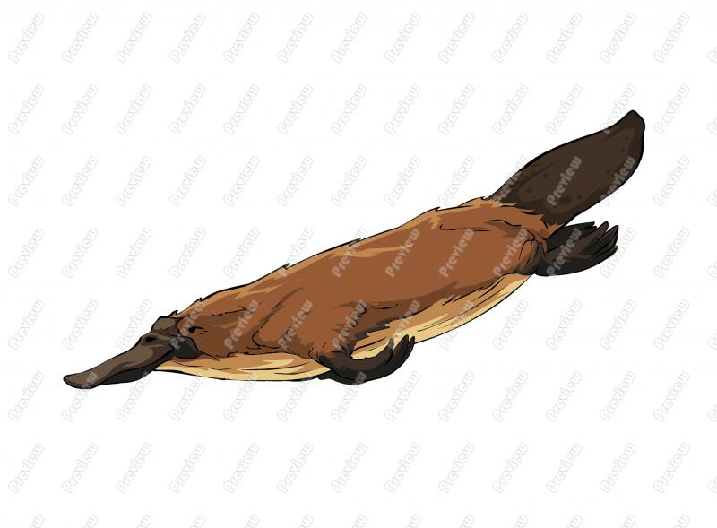 800x589 Duckbill Platypus Character Clip Art