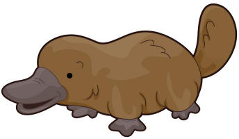 344x200 Platypus Clipart Duck Billed