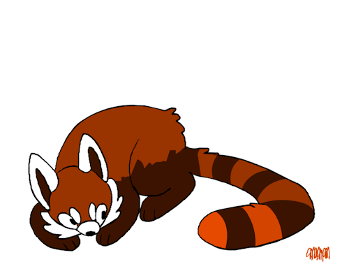 500x398 Red Panda Tail Tumblr